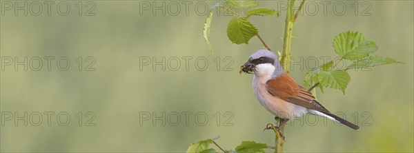 Red-backed shrike, red-backed shrike, thorn-backed shrike, family of shrikes, (Lanius collurio),