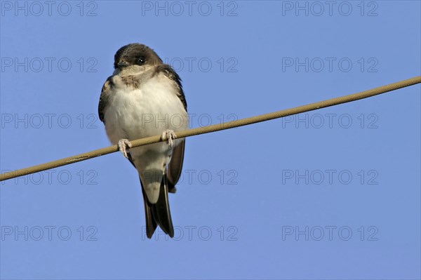 House Martin, Town Swallow, common house martin (Delichon urbica), Black Sea coast, Lesbos Island,
