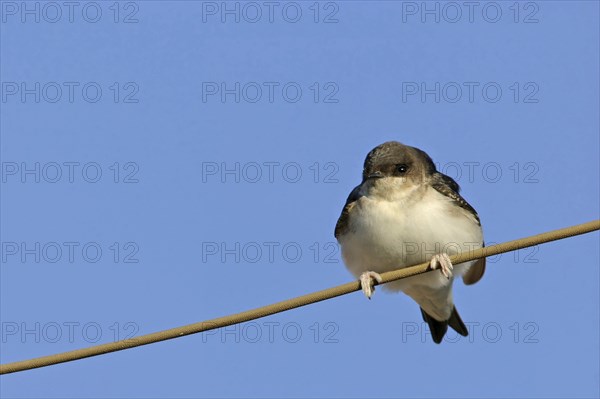 House Martin, Town Swallow, common house martin (Delichon urbica), Black Sea coast, Lesbos Island,