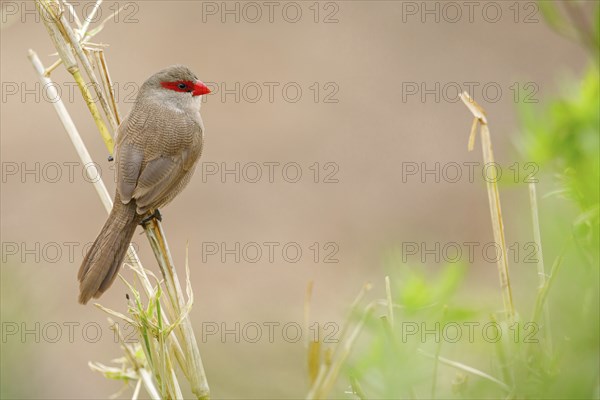 Wave-astrild, (Estrolda astrild), family of the splendid finches, Garden Route National Park,