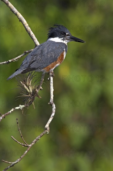 Belted kingfisher (Megaceryle alcyon), kingfisher on perch, Lake Kissimmee, Osceola County,