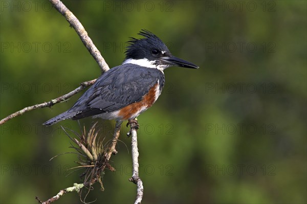 Belted kingfisher (Megaceryle alcyon), kingfisher on perch, Lake Kissimmee, Osceola County,