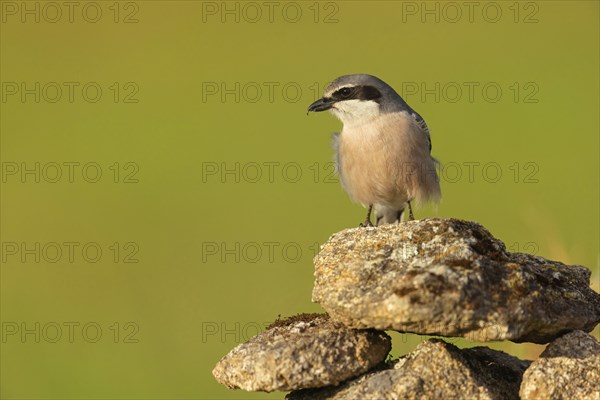 Great grey shrike (Lanius excubitor), Mediterranean Great Grey Shrike, Great Grey Shrike subspecies