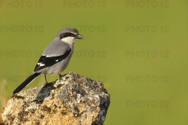 Great grey shrike (Lanius excubitor), Mediterranean Great Grey Shrike, Great Grey Shrike subspecies