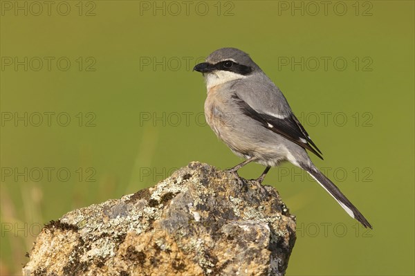 Great grey shrike (Lanius excubitor), Mediterranean Great Grey Shrike, Great Grey Shrike subspecies