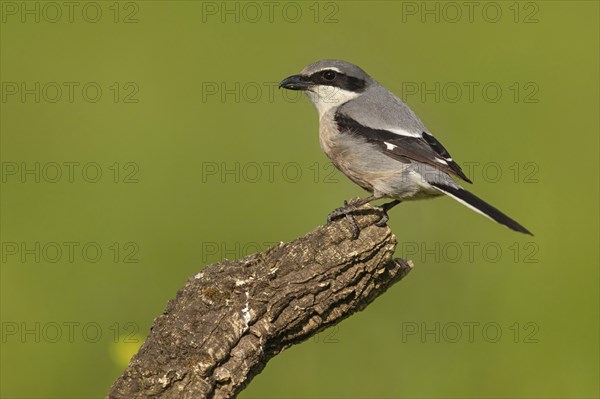 Great grey shrike (Lanius excubitor), Mediterranean Great Grey Shrike, Great Grey Shrike subspecies