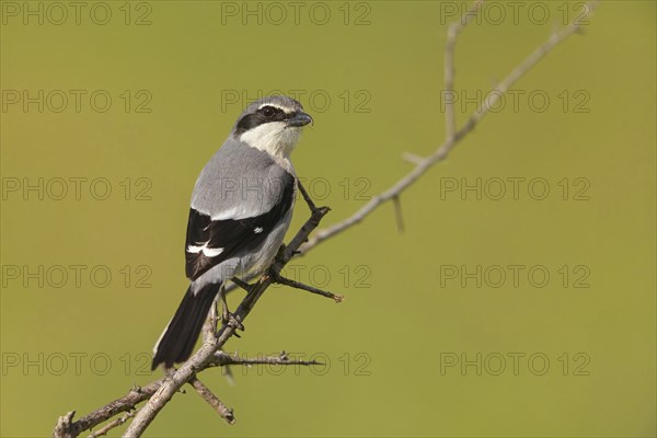 Great grey shrike (Lanius excubitor), Mediterranean Great Grey Shrike, Great Grey Shrike subspecies
