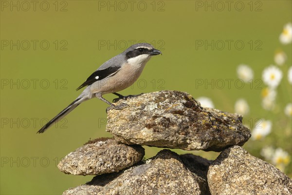 Great grey shrike (Lanius excubitor), Mediterranean Great Grey Shrike, Great Grey Shrike subspecies