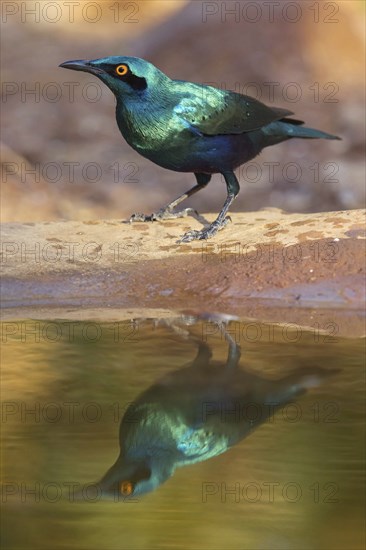 Lesser blue-eared starling (Lamprotornis chloropterus), Tendaba camp / Tendaba photo hid, Kwinella,