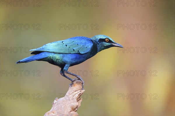 Lesser blue-eared starling (Lamprotornis chloropterus), Tendaba camp / Tendaba photo hid, Kwinella,