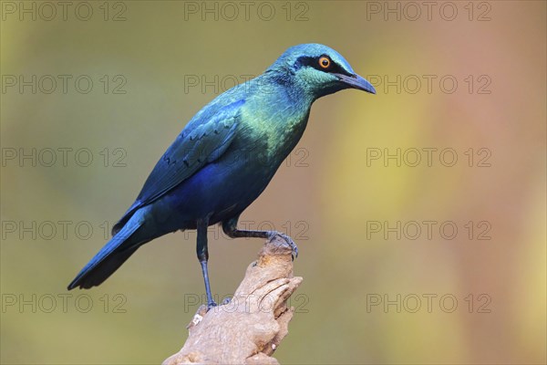 Lesser blue-eared starling (Lamprotornis chloropterus), Tendaba camp / Tendaba photo hid, Kwinella,