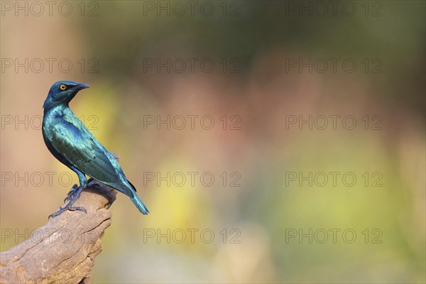 Lesser blue-eared starling (Lamprotornis chloropterus), Tendaba camp / Tendaba photo hid, Kwinella,