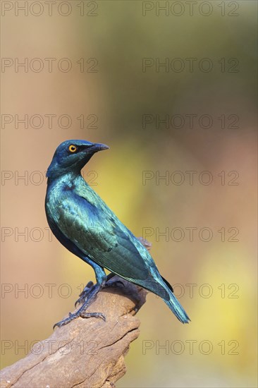 Lesser blue-eared starling (Lamprotornis chloropterus), Tendaba camp / Tendaba photo hid, Kwinella,