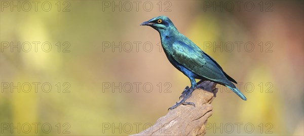 Lesser blue-eared starling (Lamprotornis chloropterus), Tendaba camp / Tendaba photo hid, Kwinella,