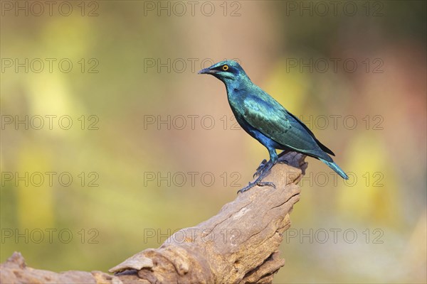 Lesser blue-eared starling (Lamprotornis chloropterus), Tendaba camp / Tendaba photo hid, Kwinella,
