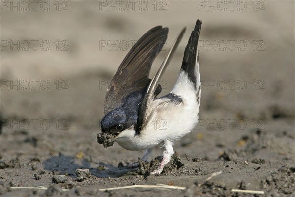 House Martin, Town Swallow, common house martin (Delichon urbica), Black Sea coast, Lesbos Island,