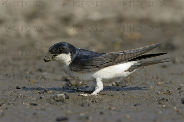 House Martin, Town Swallow, common house martin (Delichon urbica), Black Sea coast, Lesbos Island,