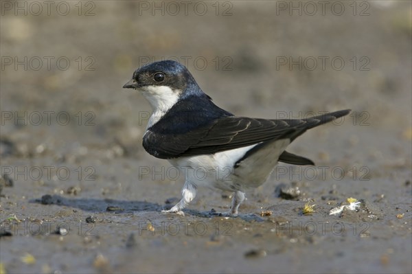 House Martin, Town Swallow, common house martin (Delichon urbica), Black Sea coast, Lesbos Island,