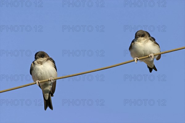 House Martin, Town Swallow, common house martin (Delichon urbica), Black Sea coast, Lesbos Island,