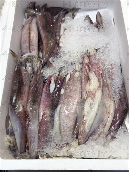Display of fishing caught Californian squid (Loligo opalalescens) fish fresh fish squid on ice in