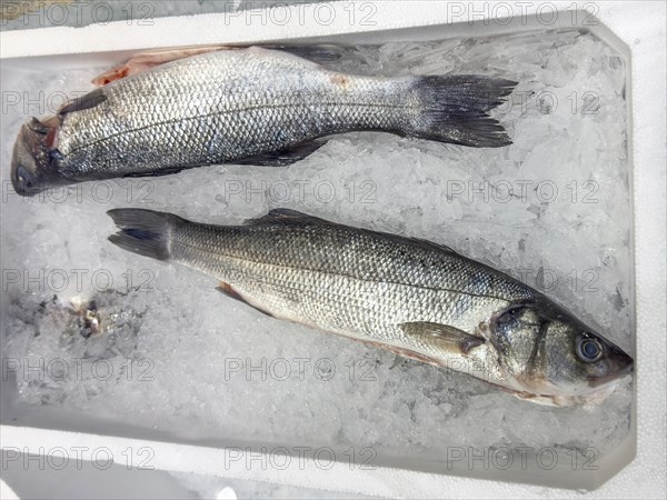 Display of fish caught whole fish European bass (Dicentrarchus labrax) also sea bass Loup de Mer