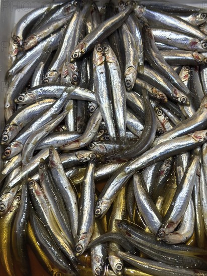 Display of fish caught whole fish whole fish fresh fish European anchovy (Engraulis encrasicolus)