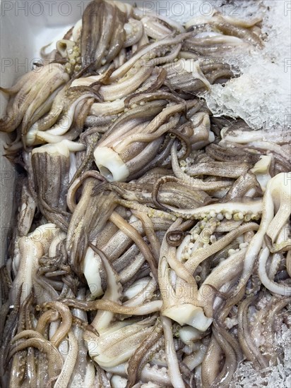 Display of fish caught Fresh fish Catching arms Squid heads of Argentine shortfin squid (Illex