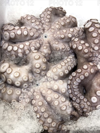 Three specimens of edible fish octopus (Octopus aegina) lie with suction cups visible on crushed