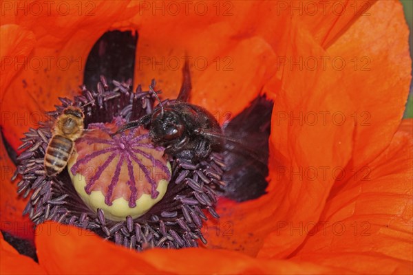Picturesque poppy flower, bee and wood bee, May, Germany, Europe