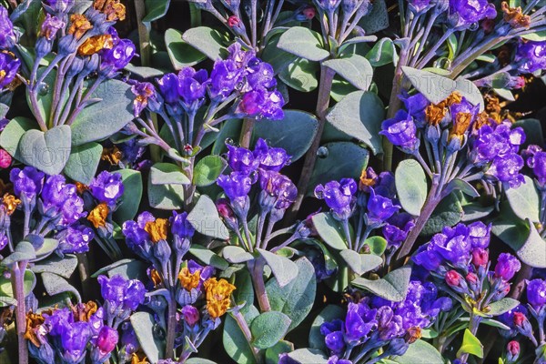 Oyster plant (Mertensia maritima) a flowering plant in the Arctic, Svalbard