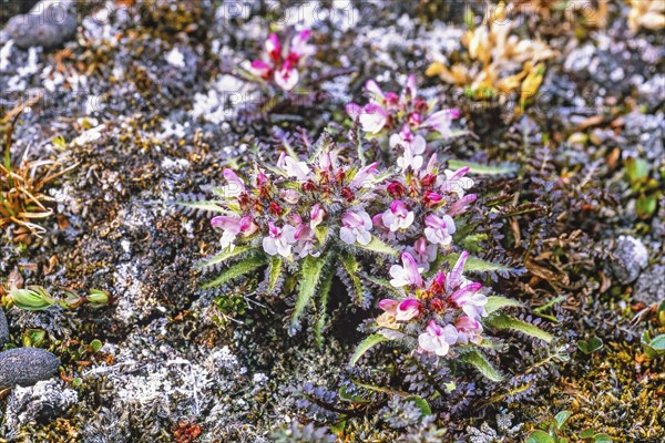 Flowering Hairy Lousewort (Pedicularis hirsuta) growing on the ground in Arctic, Svalbard
