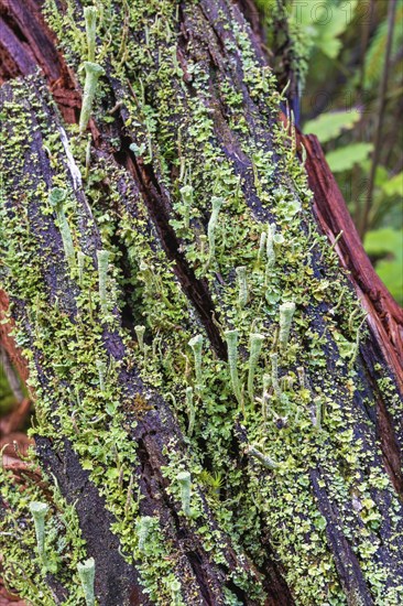 Trumpet cup lichen (Cladonia fimbriata) on a tree stump