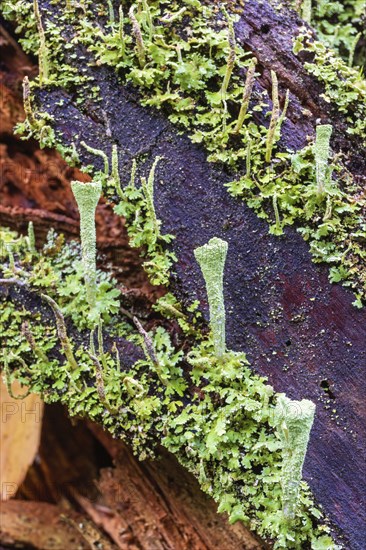 Trumpet cup lichen (Cladonia fimbriata) on a tree stump