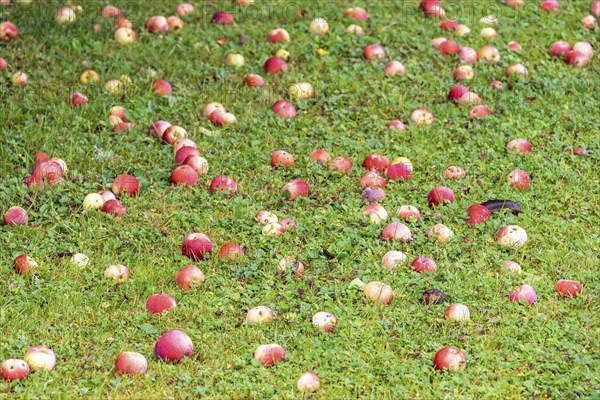 Fallen red apples on the lawn in a garden