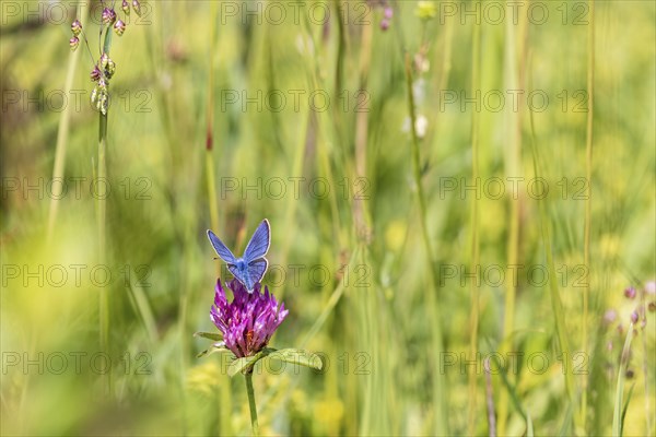 Mazarine blue butterfly (Cyaniris semiargus) on a flowering Red clover (Trifolium pratense) flower