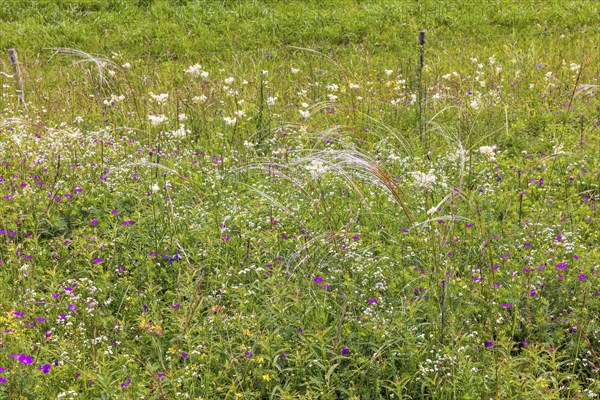 Flowering meadow with Feather grass (Stipa pennata) and blooming wildflowers, Falkoping, Sweden,