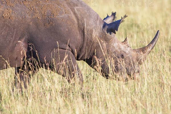 Black rhinoceros (Diceros bicornis) walking in high grass on the savanna in Africa, Maasai Mara