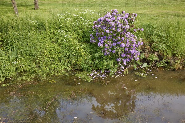 Rhododendron ponticum at the ditch Jorker Hauptwettern in Jork, Altes Land, district of Stade,