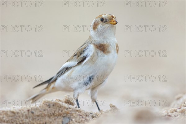 Snow bunting (Plectrophenax nivalis), family of tundra buntings, Helgoland Island,