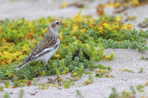 Snow bunting (Plectrophenax nivalis), family of tundra buntings, Helgoland Island,