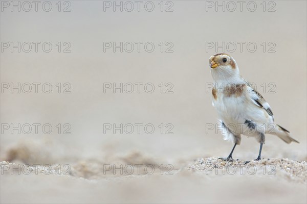 Snow bunting (Plectrophenax nivalis), family of tundra buntings, Helgoland Island,