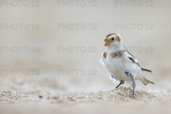 Snow bunting (Plectrophenax nivalis), family of tundra buntings, Helgoland Island,