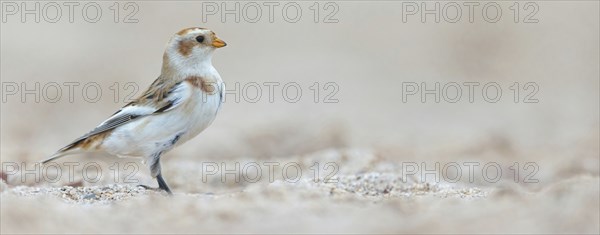 Snow bunting (Plectrophenax nivalis), family of tundra buntings, Helgoland Island,