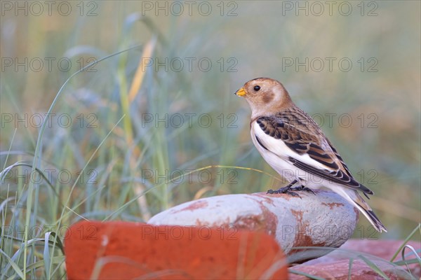 Snow bunting (Plectrophenax nivalis), family of tundra buntings, Helgoland Island,