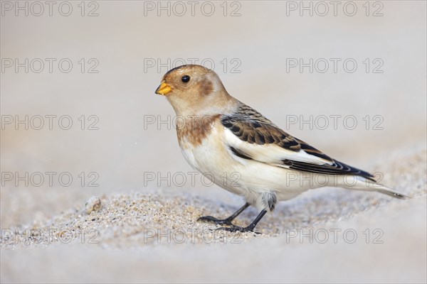 Snow bunting (Plectrophenax nivalis), family of tundra buntings, Helgoland Island,