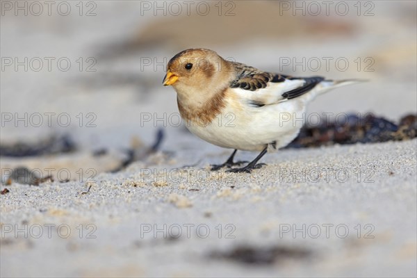 Snow bunting (Plectrophenax nivalis), family of tundra buntings, Helgoland Island,