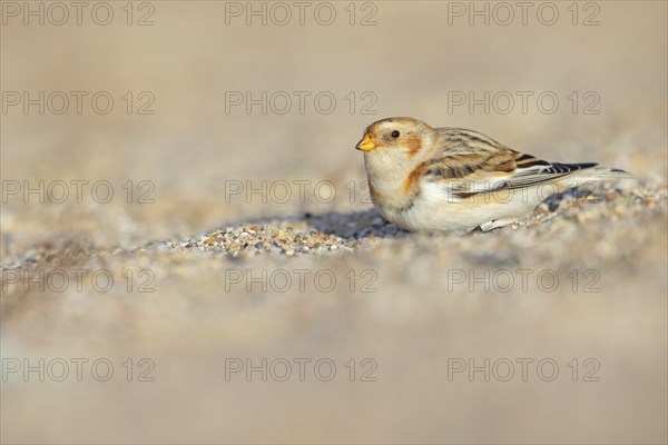Snow bunting (Plectrophenax nivalis), family of tundra buntings, Helgoland Island,