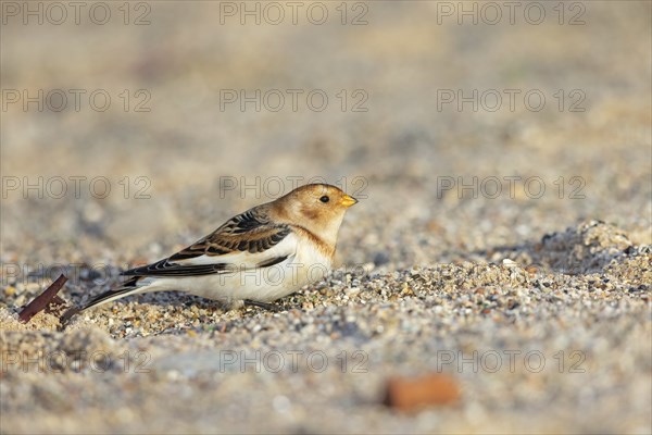 Snow bunting (Plectrophenax nivalis), family of tundra buntings, Helgoland Island,