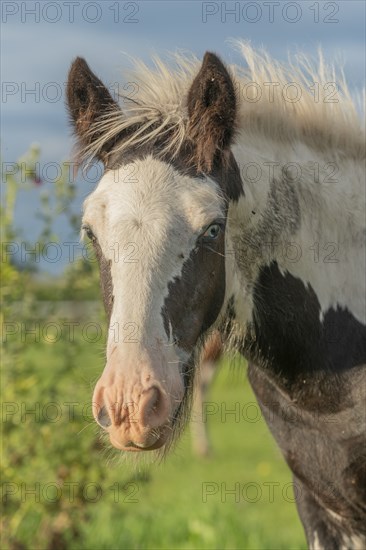 Irish cob horses in a pasture in spring. In the French countryside, the horses go out into the
