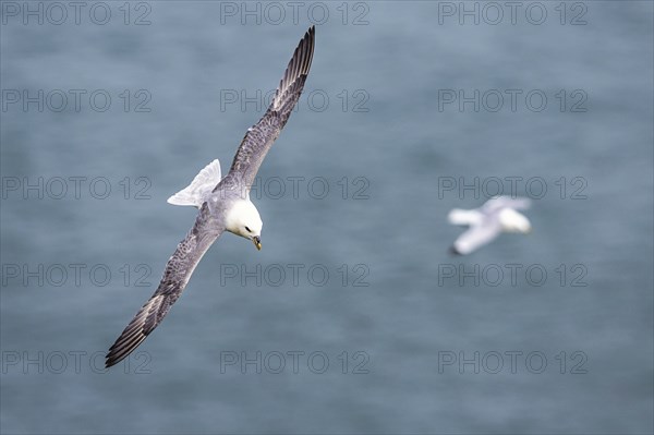 Northern Fulmar, Fulmarus glacialis, bird in fly, Bempton Cliffs, North Yorkshire, England, United